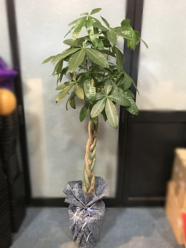 観葉植物